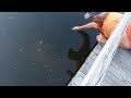 Catch A Fish