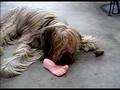 Briard
