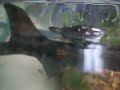 Tai swimming around