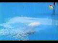 2004 Olympic men's diving 3m :: men's diving from the 2004 olympics ... springboard diving 3m olympic athens View Video