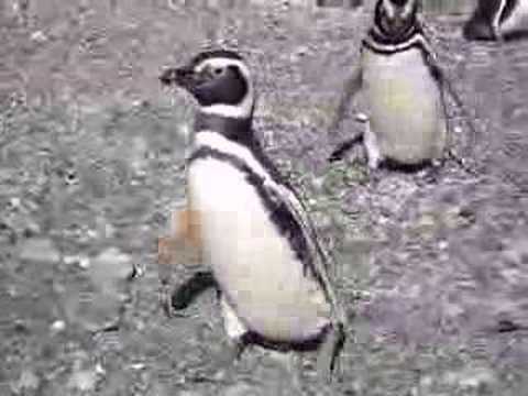 Penguins