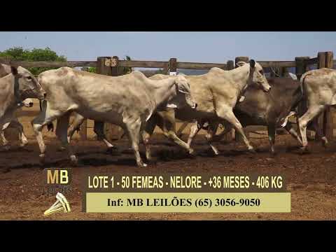 365� LEIL�O VIRTUAL MB LEIL�ES