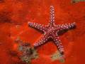 videos de (2 de 2 ) Under The Sea-Paraiso Submarino, buceo, corales, peces y colores.wmv