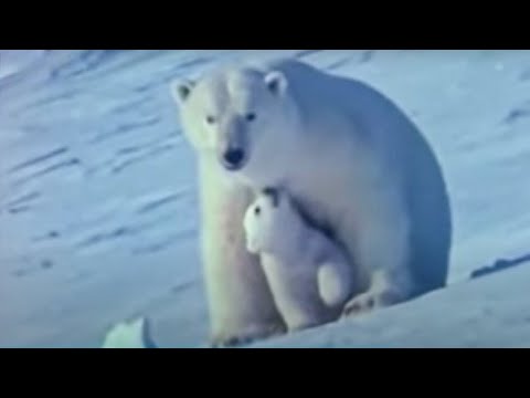 Imagen de previsualización de YouTube