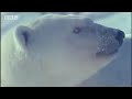 Watch the birth of a polar bear - BBC wildlife Watch the birth of a polar bear - BBC wildlife