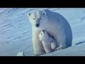 Watch the birth of a polar bear - BBC wildlife