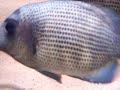 Paretroplus menarambo prespawning Paretroplus menarambo prespawning
