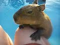 Caplin Rous, a baby capybara, playing with feet in a pool
