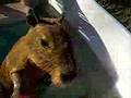 Caplin Rous, a baby capybara, playing with feet in a pool
