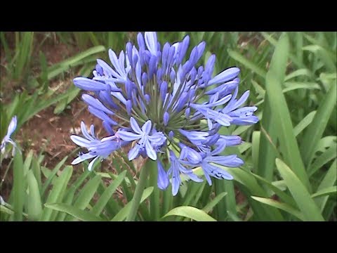 how to transplant agapanthus bulbs