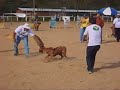 Fila Brasileiro Cafib Princesa do alto quatis