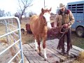 Trailer  loading colts/horses with P D Jones