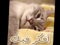 فوفو moon
