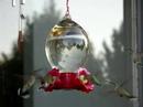 Hummingbirds (one is deformed)