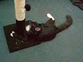 Binky with his new scratching post Binky with his new scratching post