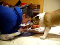 Pelea a Muerte entre Bulldogs (2ª Parte)