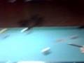 videos de locura en el pool part 2