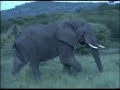 TANZANIA SAFARIS NGORONGORO SERENGETI MANYARA TARANGIRE 6 TANZANIA SAFARIS NGORONGORO SERENGETI MANYARA TARANGIRE 6