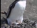 Penguin Colony Penguin Colony