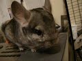 starring pedro, doc, tiki, bodhi, cookie, pistol
http://www.jamieglaser.com/petmusic.html
purchase jamie's new cd and 2 dollars goes to animal and chinchilla rescue

come show off your pets and be a part of the no 1 animal forum in the world
lucky's wonder of chinchillas
http://anntwo.proboards105.com/index.cgi

check out the daily herald article this month with jamie and the animals
http://www.heraldextra.com/content/view/250991/17/