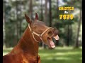 Promo SMS - Chistes 4
