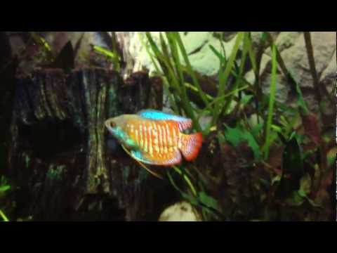 how to treat dwarf gourami disease