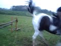 Jumping my Gaited horse