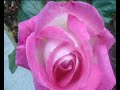 Rosas