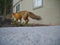 Morning Fox