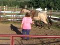 videos de JH Frosted Wrangler- 2009 2 yr old