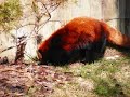 Toronto Zoo Red Panda