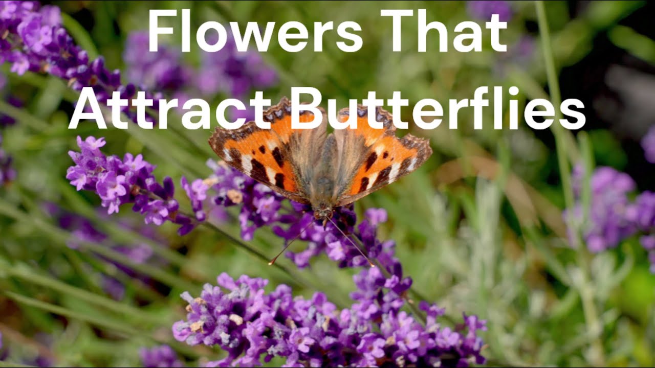 The Best Flowers to Attract Butterflies In North Texas Landscapes