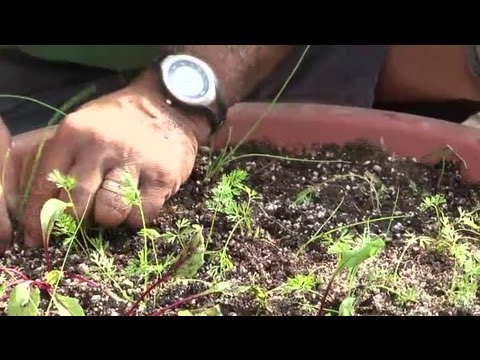 how to transplant onion sets