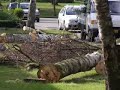bomen zagen in de kap