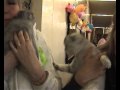 Видео - Порода кошек флэппиг - выставка кошек PCA