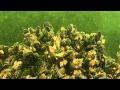 Sea Bed