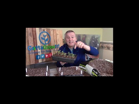 how to fertilize spinach