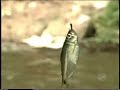 Fly Fishing Lambari (Terra da Gente)