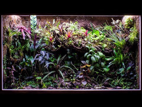 YouTube reptile video