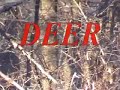 Raccoon hunts stalks prey runs burrow/deer woodpecker heron
