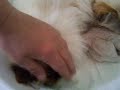 un rott orphelin nourrit pas une chatte???? un rott orphelin nourrit pas une chatte????
