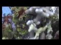 Dive island Scuba
