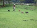 Italian Greyhound Paradise 07