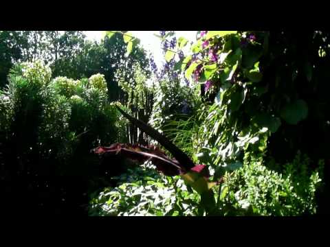 how to grow dracunculus vulgaris