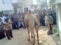 f.b area block 15 ooth qurbani ooth farar