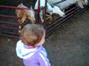 goats goats
