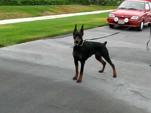 Chayen Barking 10 Months Old
