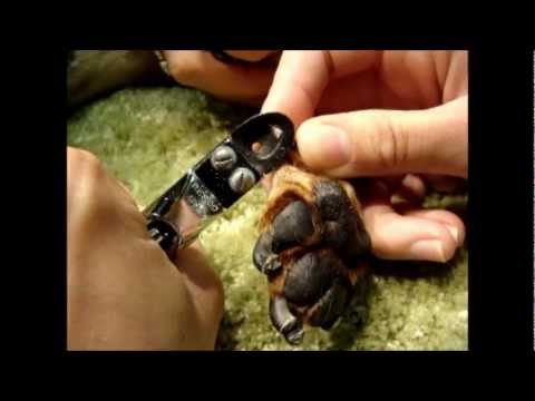 how to stop a dog nail bleed