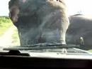 Wild Elephants within touching distance
