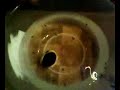 the egg that science forgot